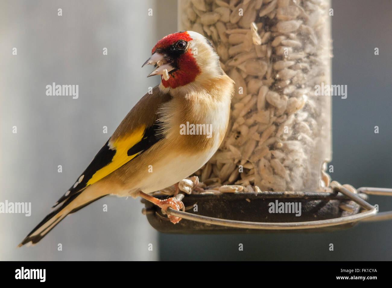 Gold Finch (Carduelis carduelis) Bild Nahaufnahme. Fütterung auf Sonnenblumenkerne Herzen von Garden Bird Feeder station. Lanscape format und weichem Hintergrund Stockfoto