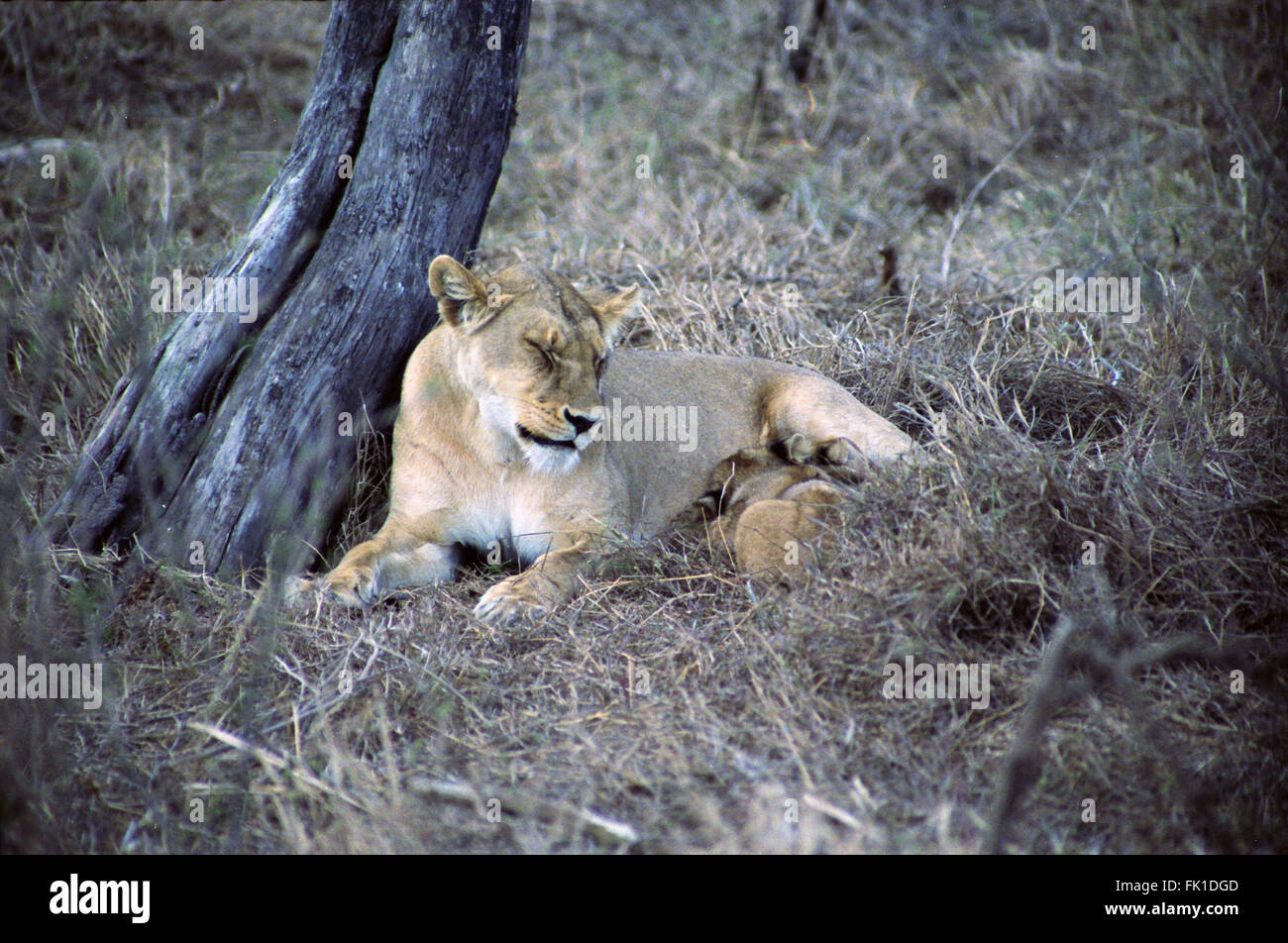 Ein Löwe Krankenschwestern ihr junges im Serengeti Nationalpark in Tansania. Stockfoto