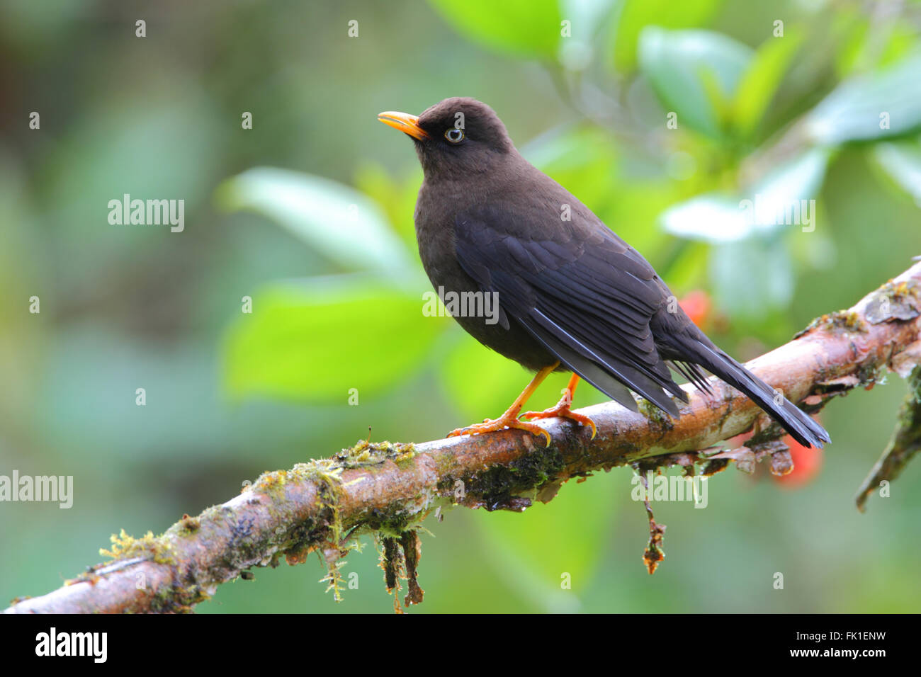 Erwachsene männliche Rußigen Thrush (Turdus nigrescens) früher als Rußigen Robin bekannt, die in der Cloud Lebensraum Wald im Hochland von Costa Rica, Zentralamerika Stockfoto