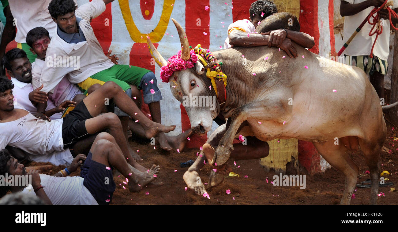 Jallikattu / die Zähmung des Stiers ist eine 2000 Jahre alte Sport in Tamilnadu,India.It geschieht während pongal (Erntedankfest) feiern Stockfoto