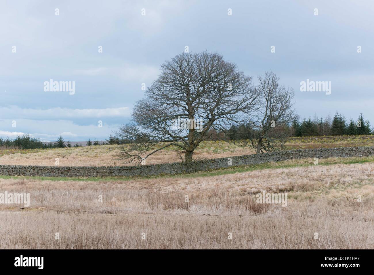 Alter Baum in ländlicher Lage in West Lothian mit Steinmauer Stockfoto