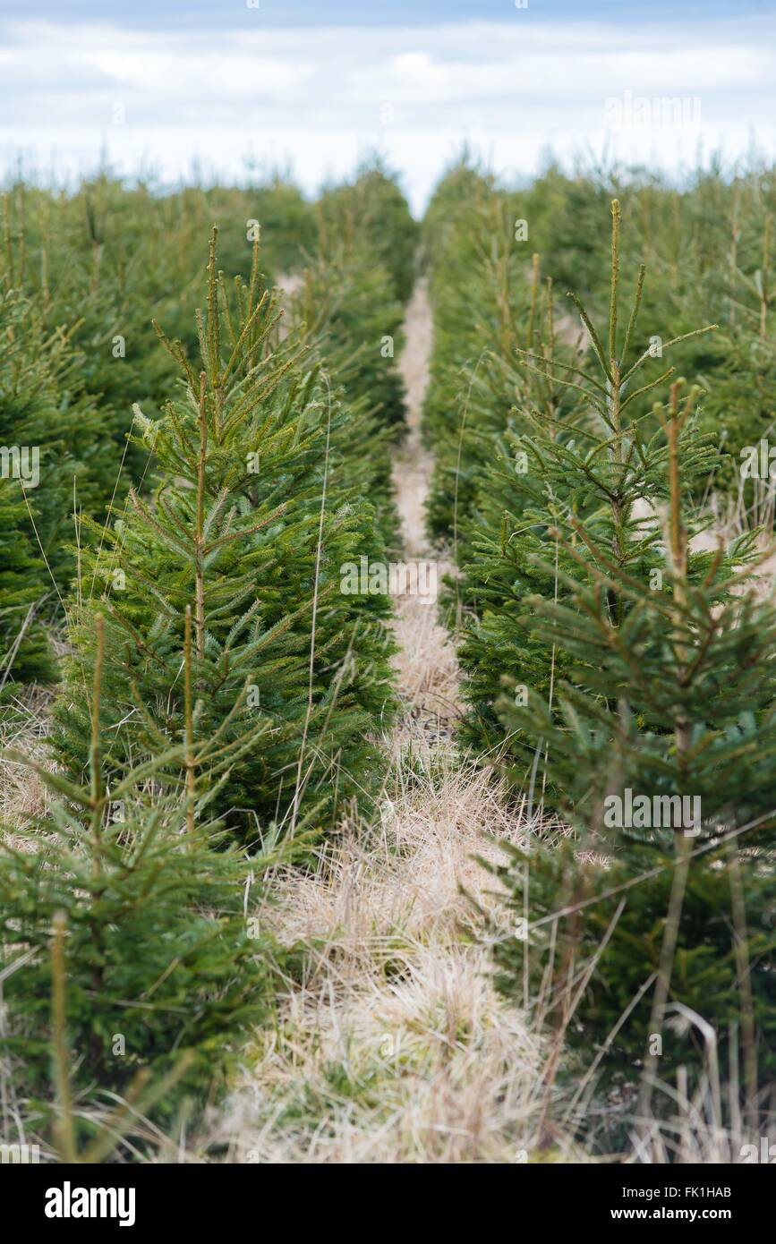 Weihnachtsbaum-Plantage in West Lothian klein Stockfoto