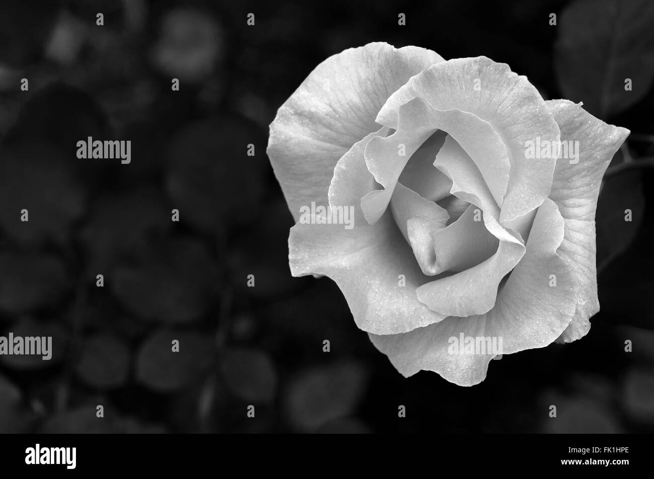 Rosa schwarz / weiß Stockfoto