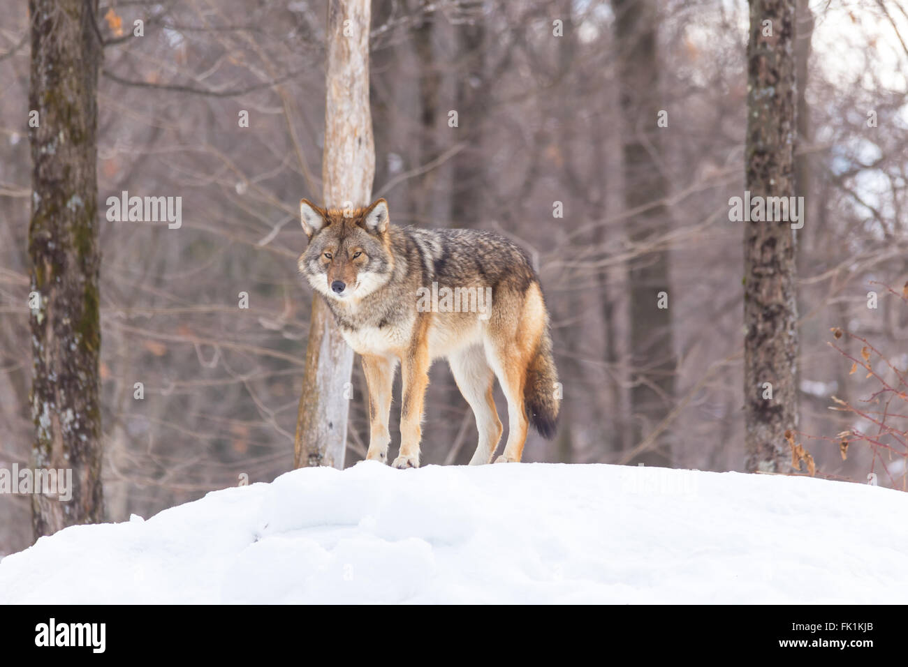 Ein einsamer Coyote in einem Wald im winter Stockfoto