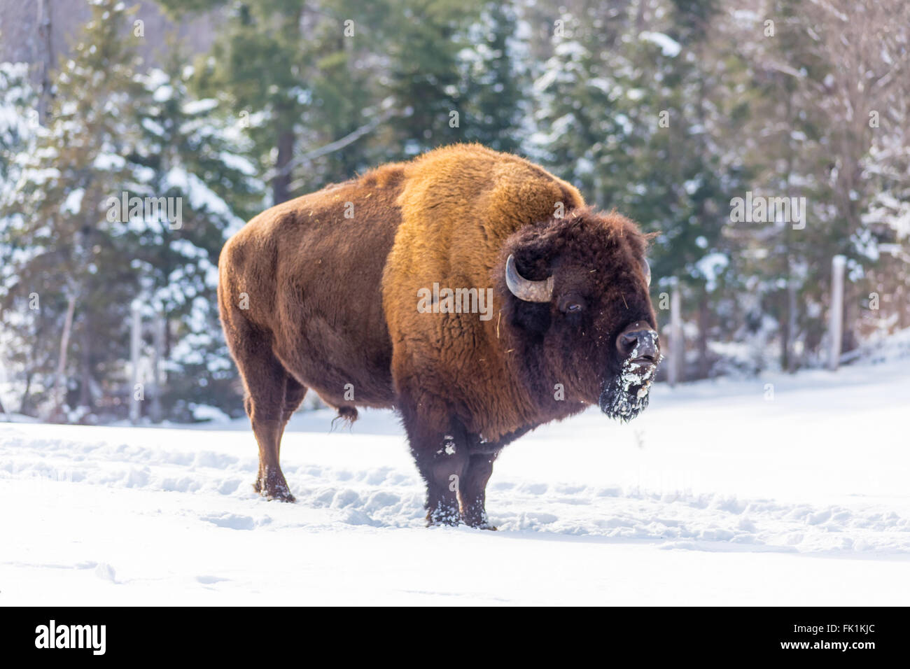 American Field Buffalo im winter Stockfoto