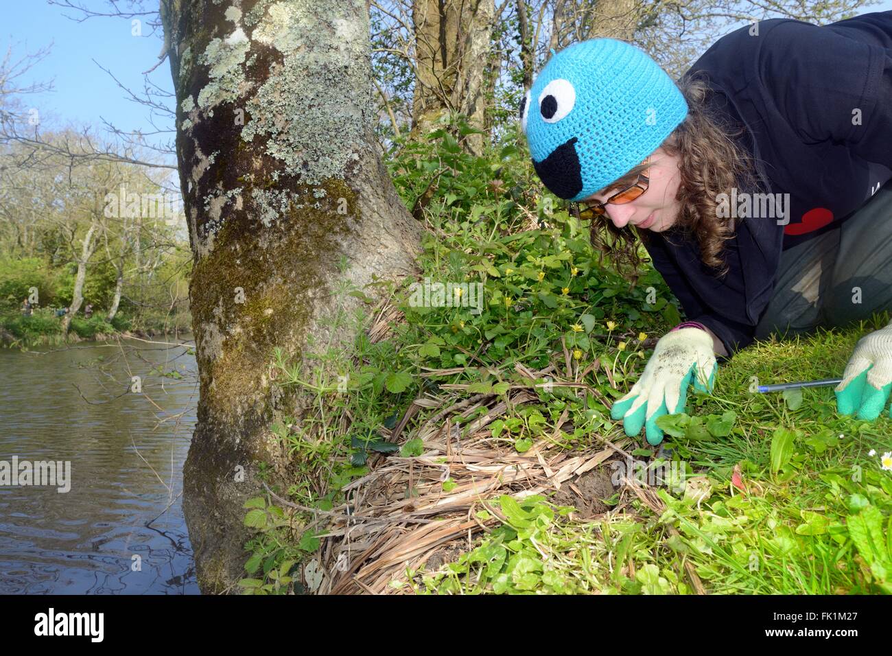 Aktive Schermaus (Arvicola Amphibius) Fuchsbau am Ufer eines kleinen Sees untersucht im Rahmen einer Umfrage nach einer Wiedereinführung der UK. Stockfoto