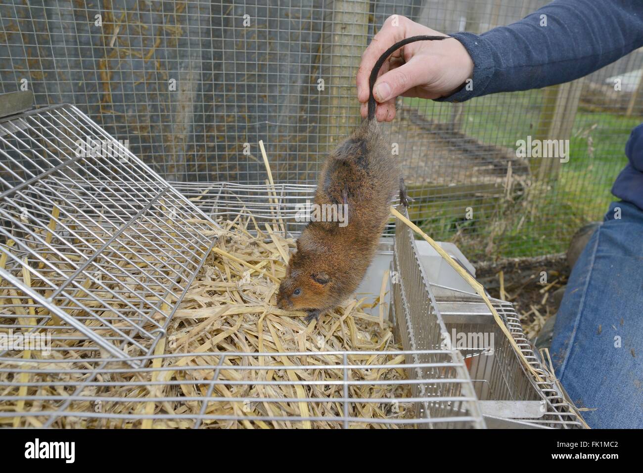 Schermaus (Arvicola Amphibius) in Gefangenschaft gezüchtet in einem Outdoor-Zucht-Gehäuse wird in einem Käfig vor Veröffentlichung, UK abgesenkt. Stockfoto