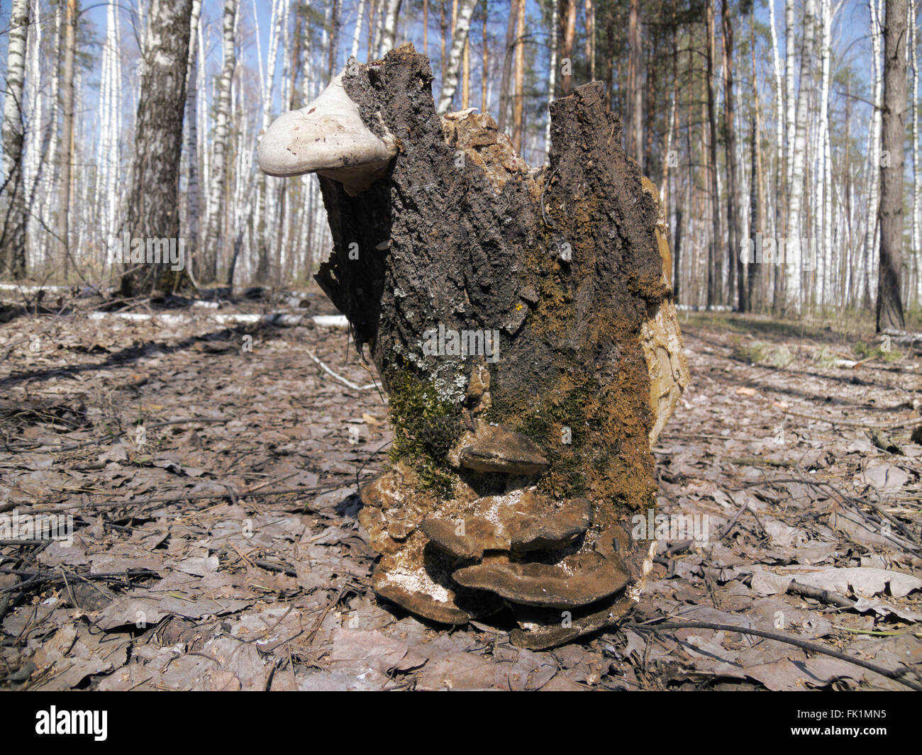 Stück Rinde, einen Baumstumpf. Auf einer Lichtung im Wald Stockfoto