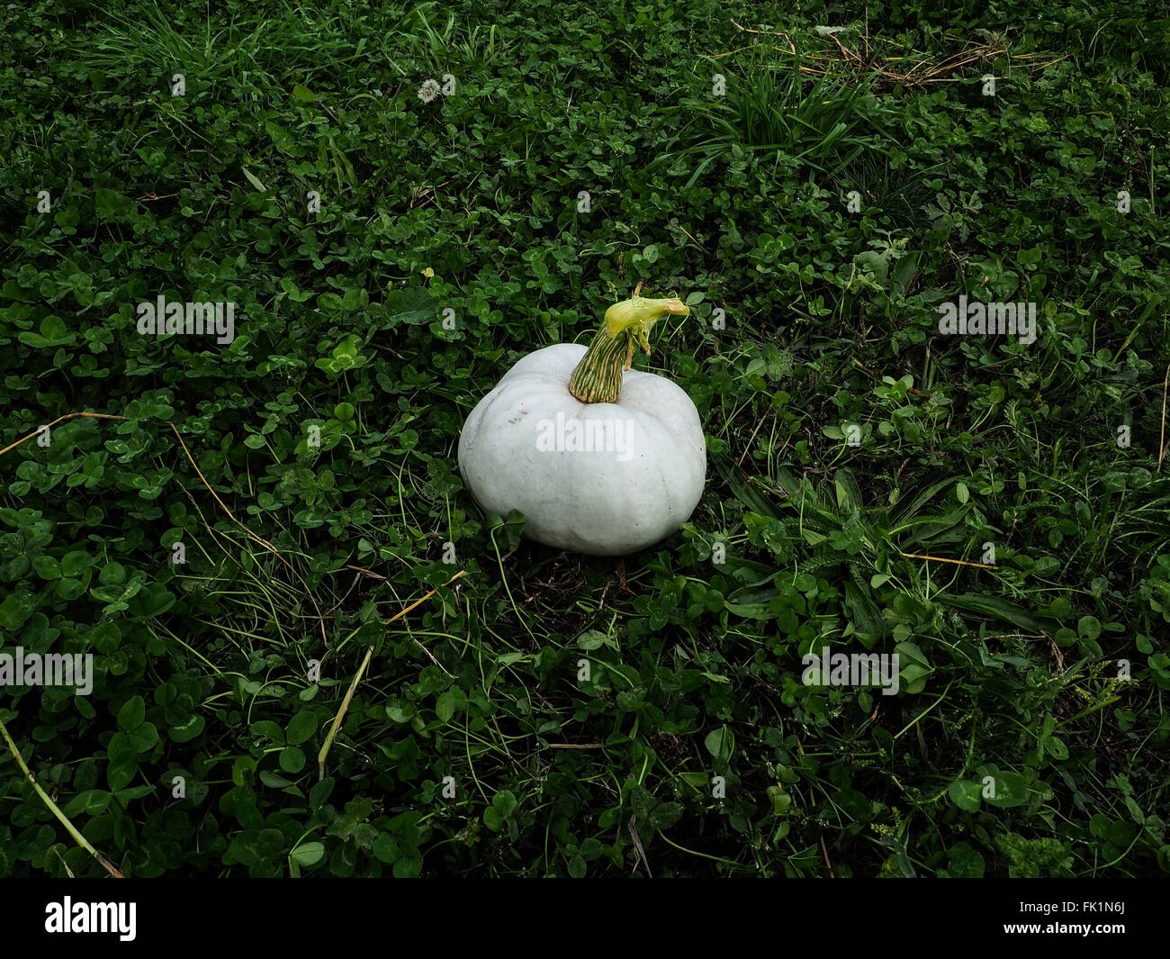 weißer Kürbis Stockfoto