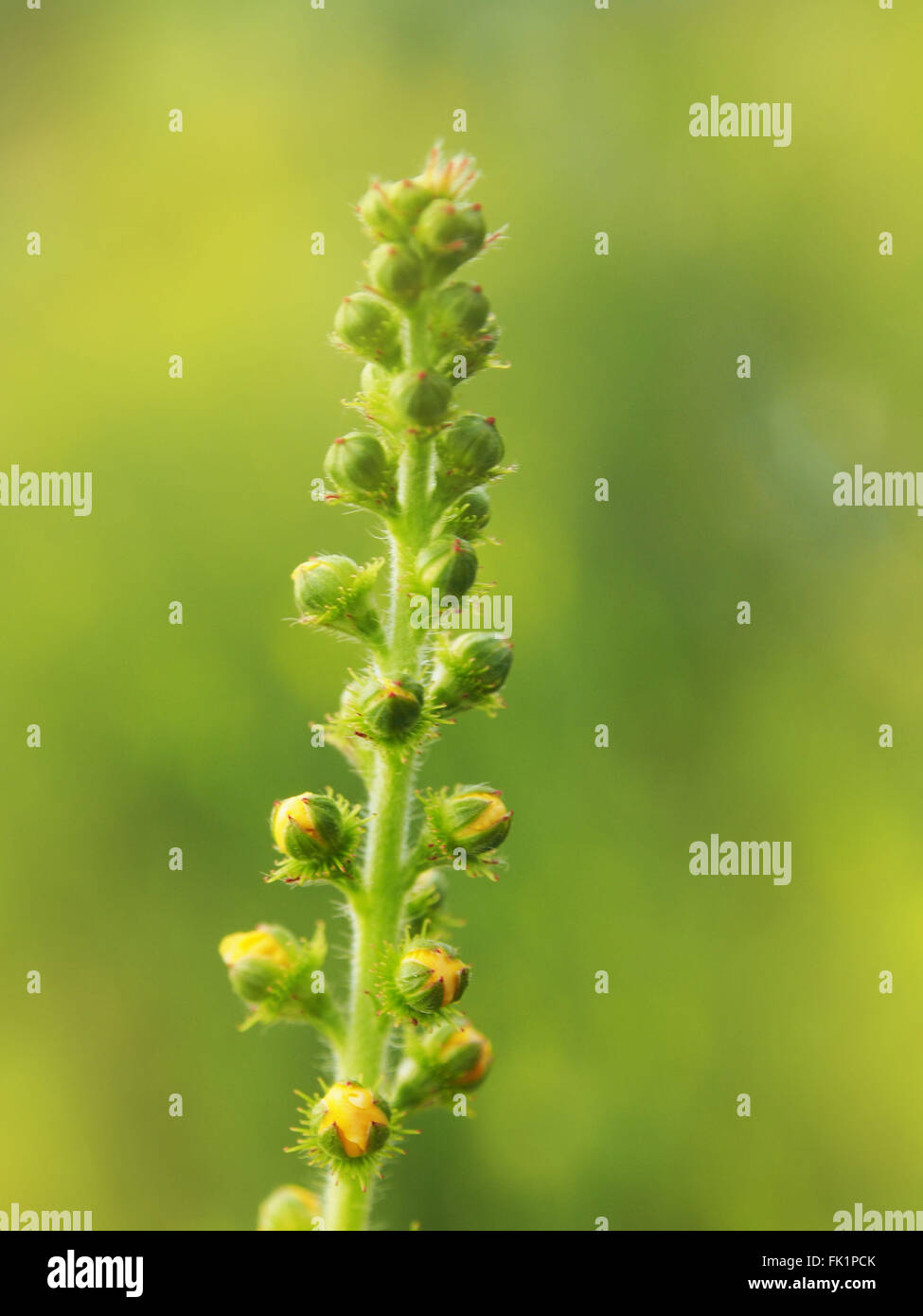 Pflanze-Knospe Stockfoto