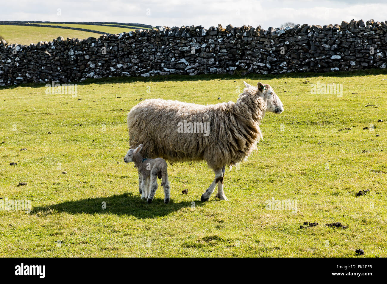 Schafe Schaf Lamm im Feld Derbyshire grünen Wiese Stein Wand Sonnenstube Wolke Himmel Stockfoto