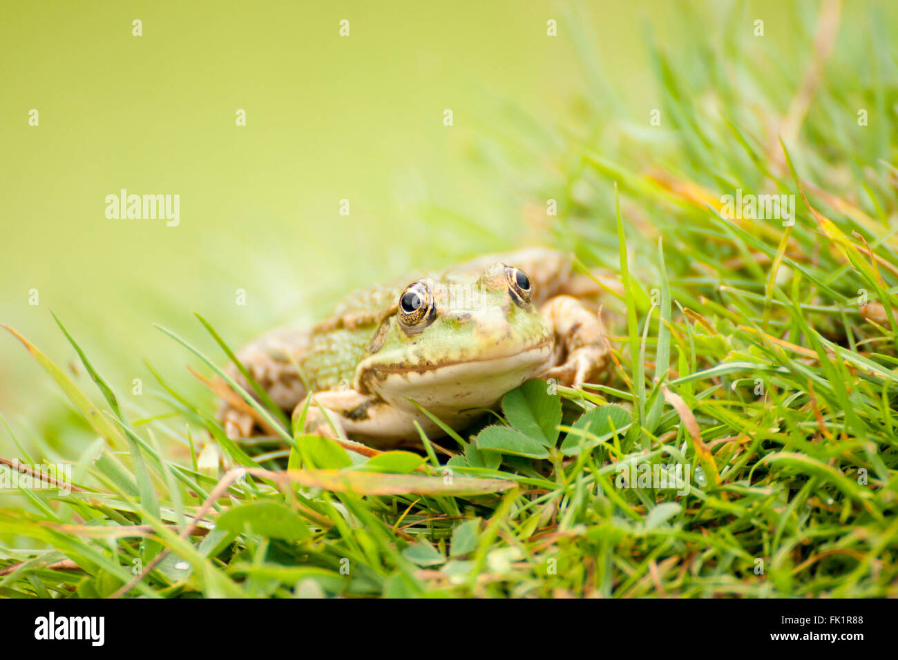 Britische Pool Frosch in Großbritannien sind sie vom Aussterben Stockfoto