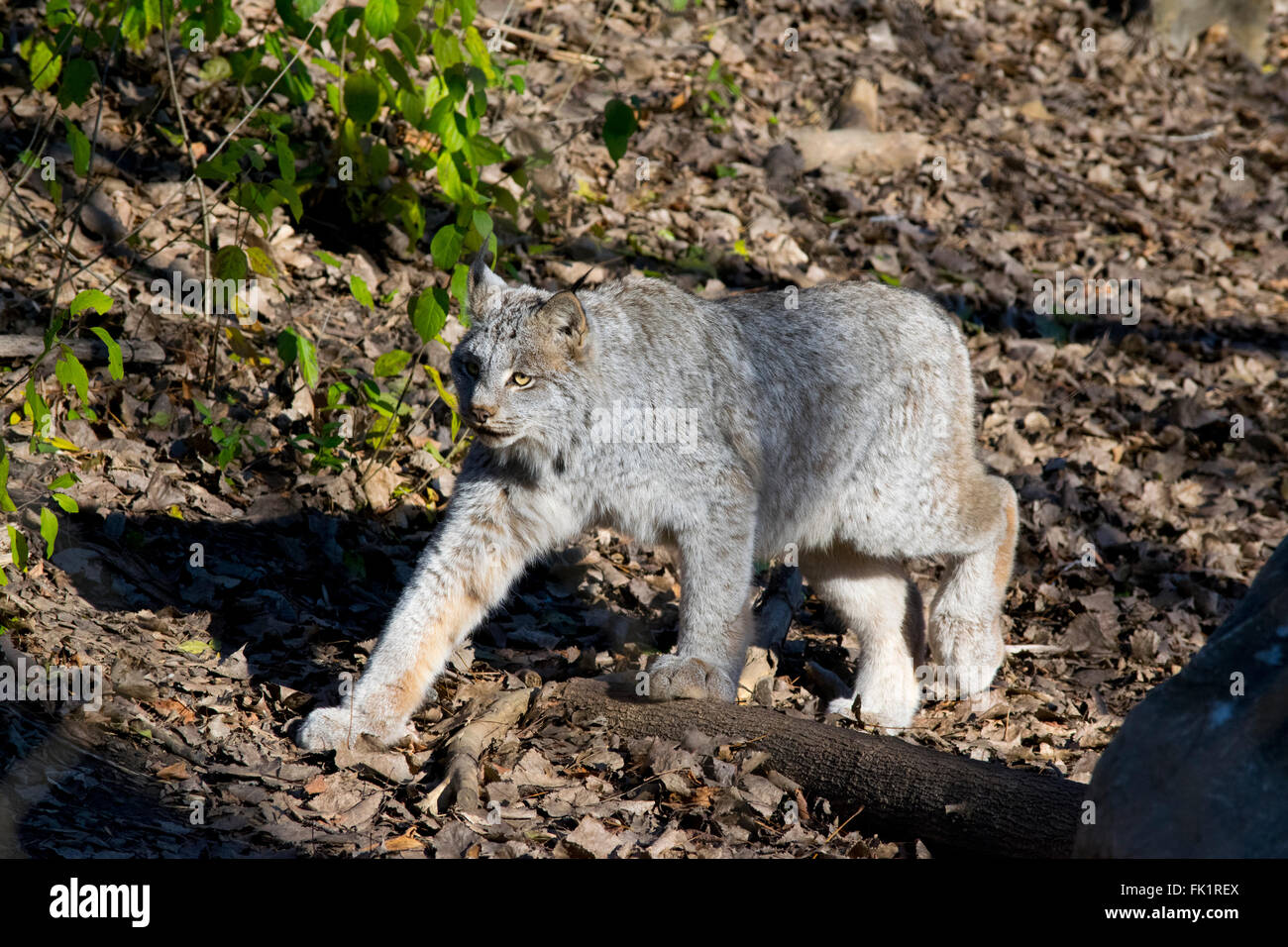Ein kanadischer Luchs. Stockfoto