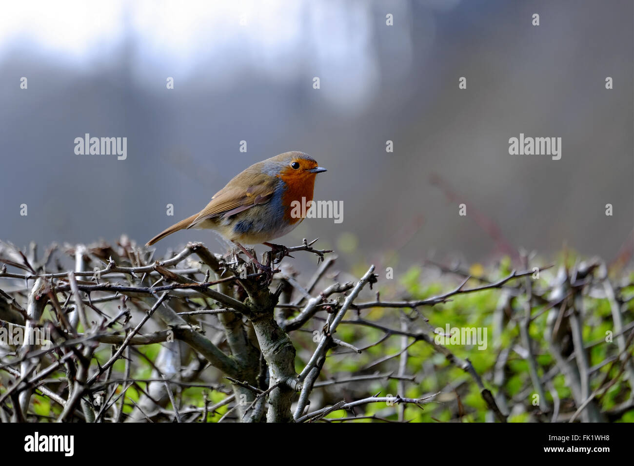 Ein Rot-breasted Rotkehlchen sitzt auf einer Hecke. Stockfoto
