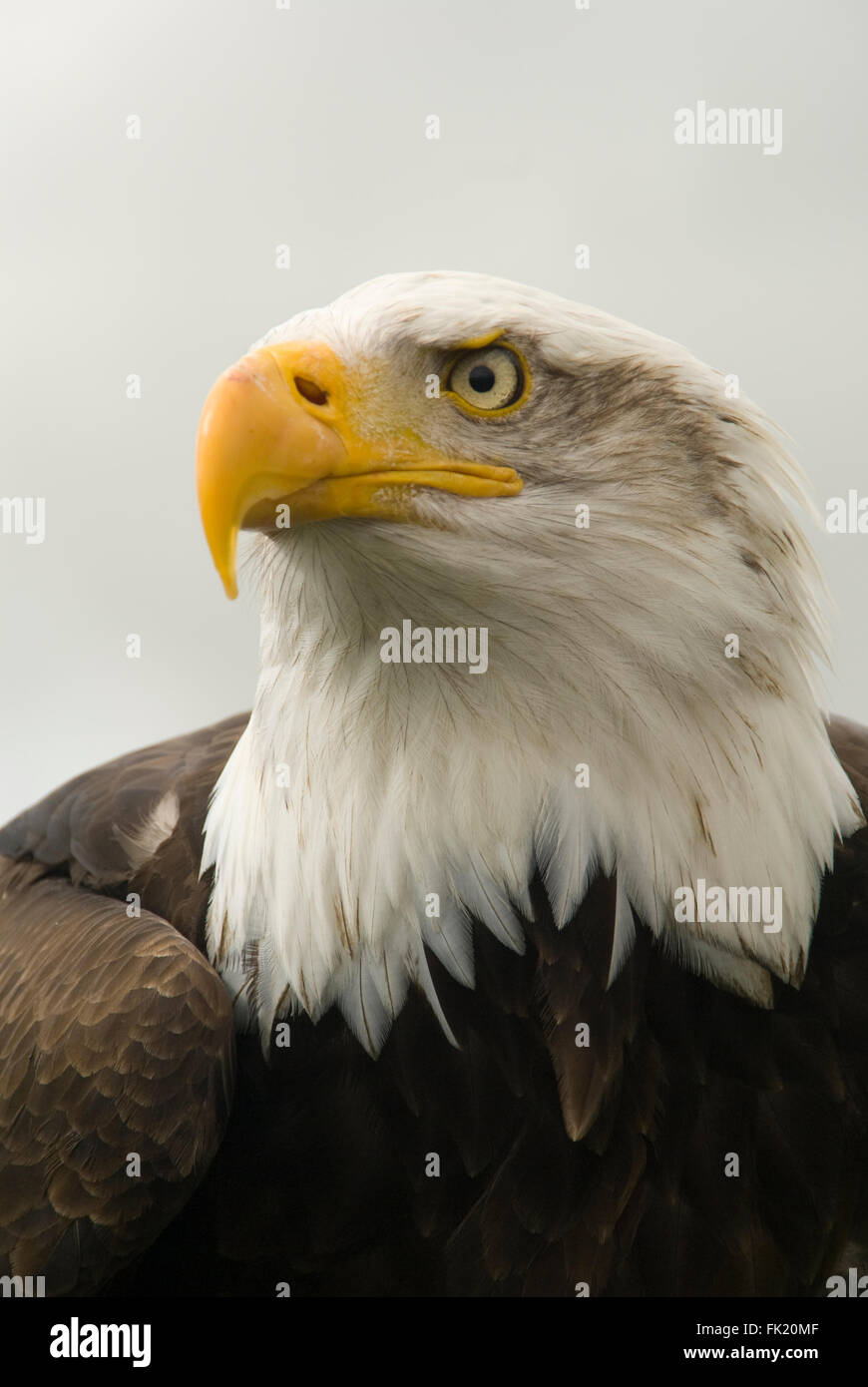 Weißkopf-Seeadler-Porträt Stockfoto