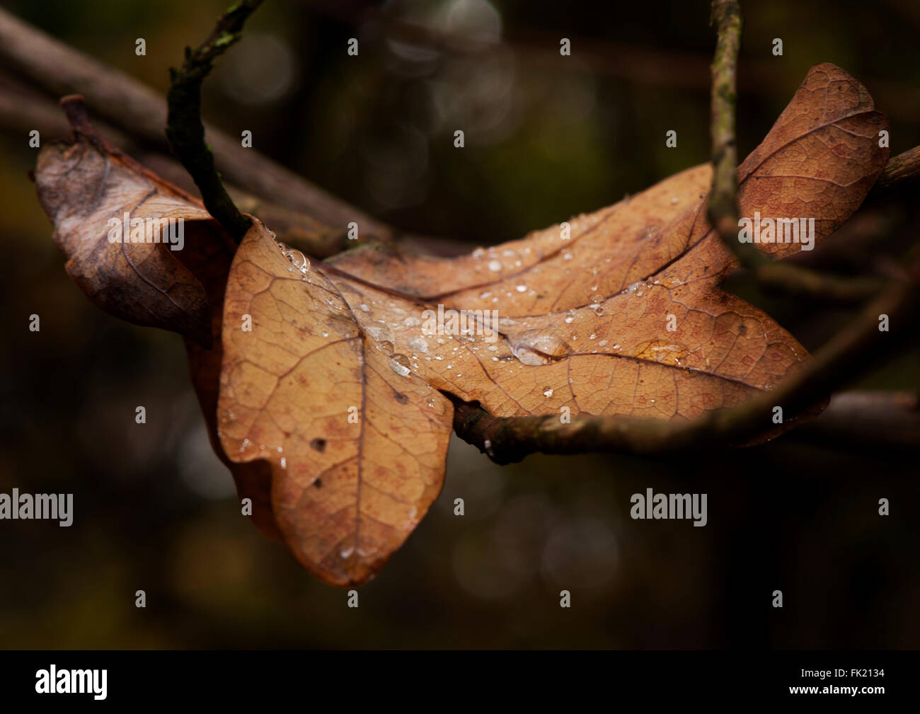 Gefallene Blatt Stockfoto