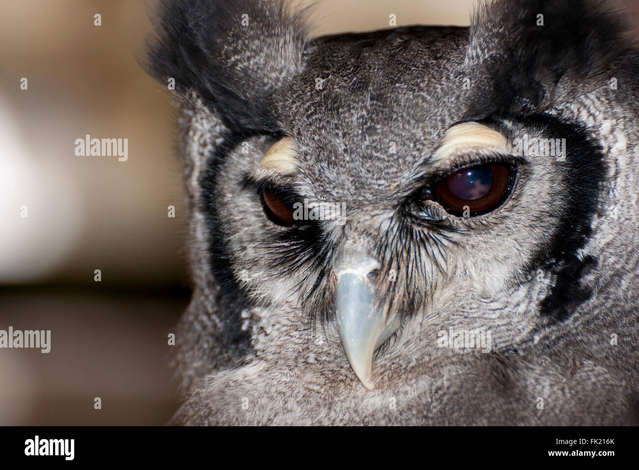 Close-up Portrait milchig Uhu Stockfoto