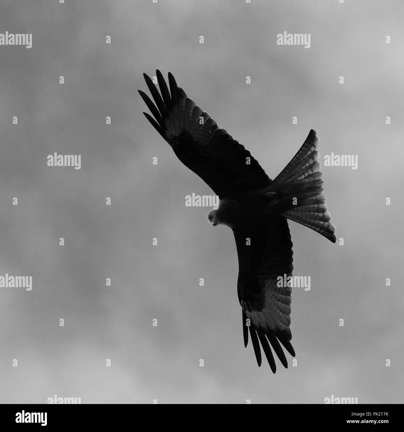 Rote Drachen sind heimisch in das Vereinigte Königreich Stockfoto