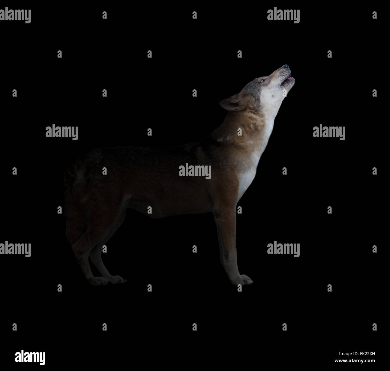grauer Wolf heulend vor dunklem Hintergrund mit Licht Stockfoto
