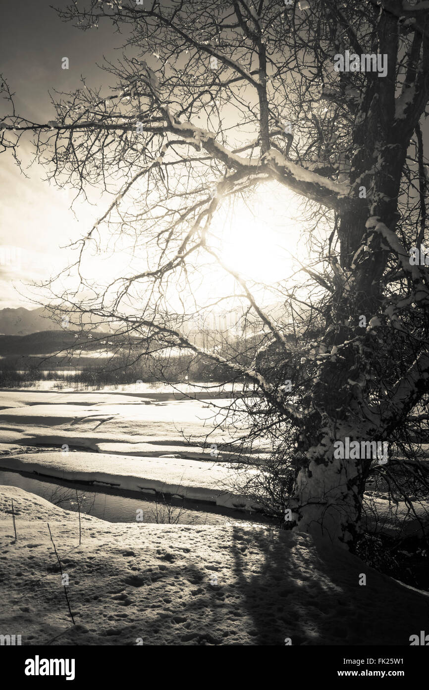 Licht der Wintersonne durch Äste durch die Chilkat River im südöstlichen Alaska in schwarz und weiß. Stockfoto
