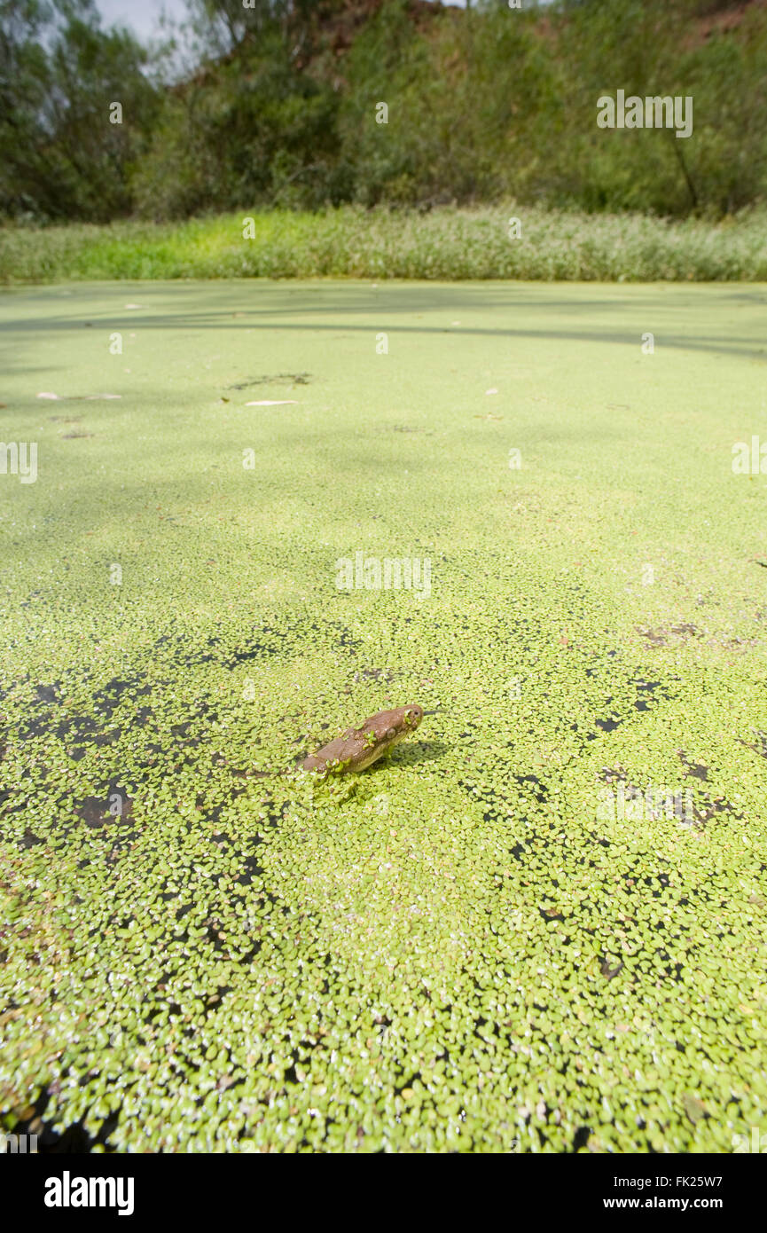 Olive Pythons(Liasis olivaceus) schwimmen in einem Wasserloch voller Wasserlinsen Stockfoto