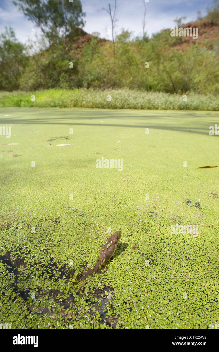 Olive Pythons(Liasis olivaceus) schwimmen in einem Wasserloch voller Wasserlinsen Stockfoto