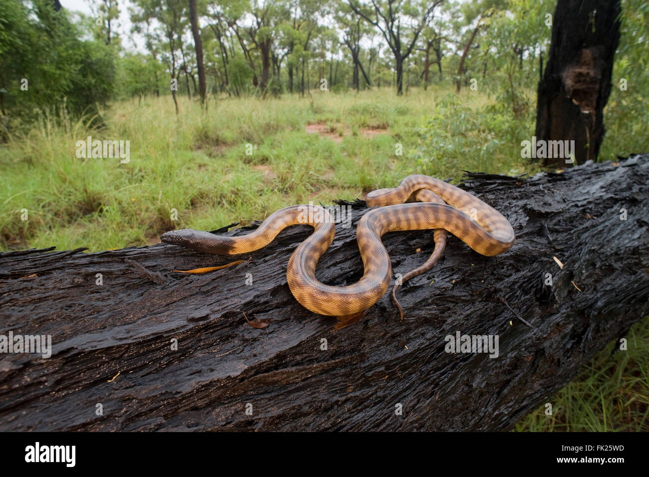 Black-headed Python (Schwarzkopfpythons Melanocephalus) auf einen umgestürzten Baumstamm glitt Stockfoto