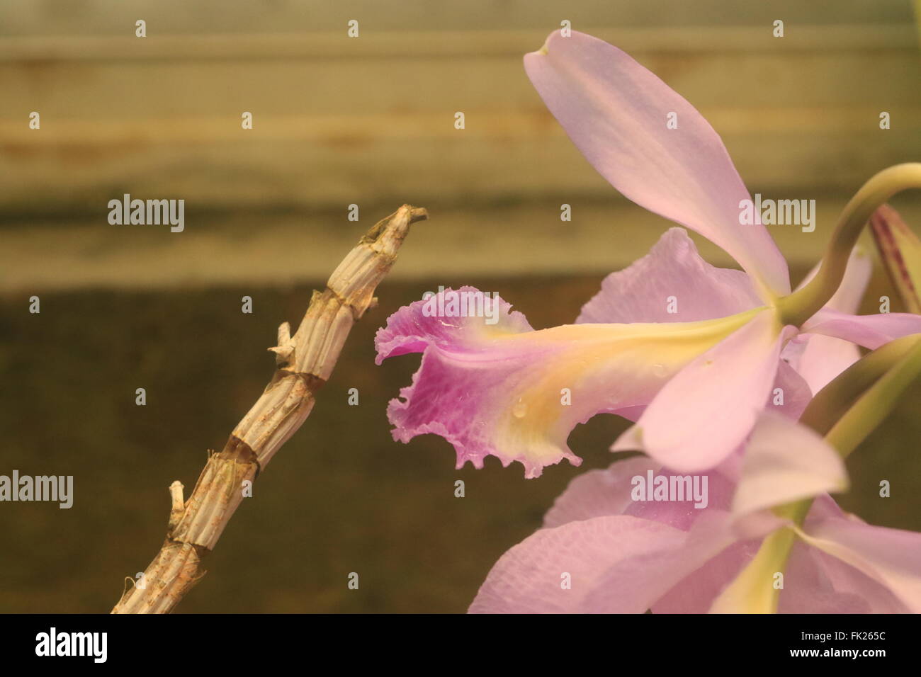 Die schöne, vom Aussterben bedrohte Cattleya Orchidee Trianaei aka Flor de Mayo (möglicherweise Blume) oder Weihnachten Orchidee, endemisch in Kolumbien Stockfoto