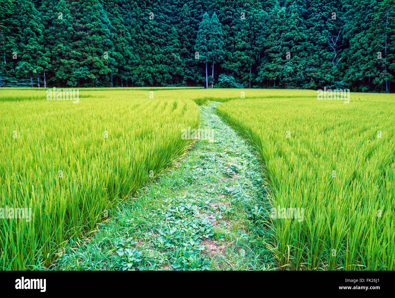 Ein Reisfeld in der Tohoku-Region nördlich von Sendai in Japan Stockfoto
