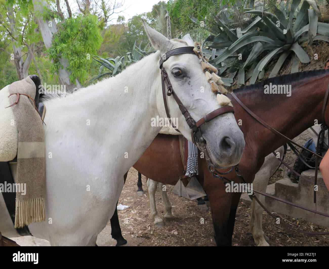 Schön dekoriert Pferd bei lokalen Fiesta in der Nähe von ElChorro, Andalusien Stockfoto