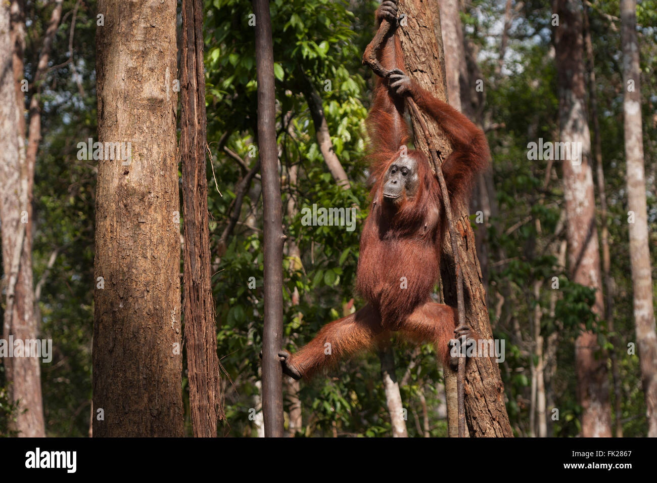 Bornean Orang-Utans (Pongo Pygmaeus Wurmbii) - Erwachsene weibliche Mutter Stockfoto