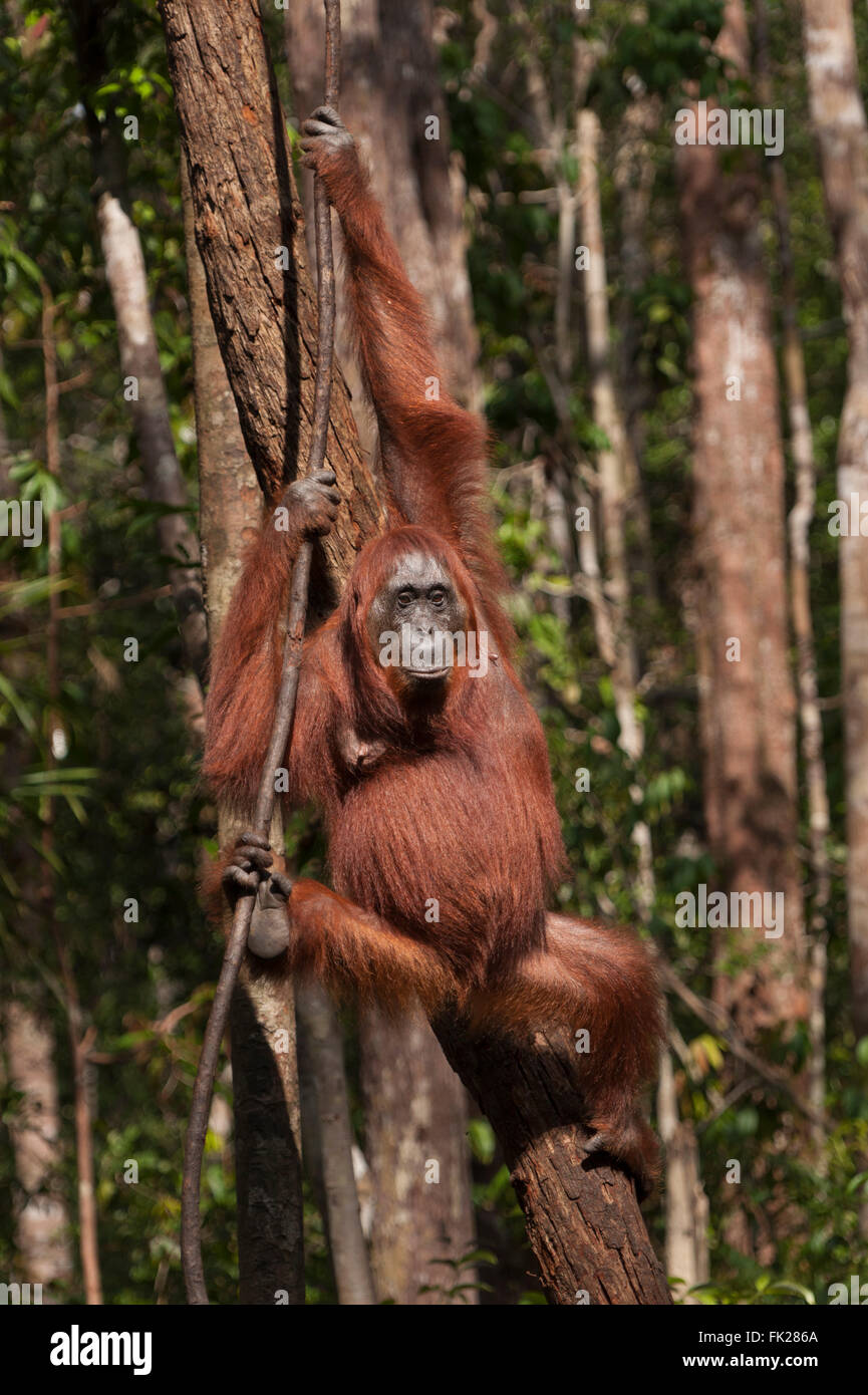 Bornean Orang-Utans (Pongo Pygmaeus Wurmbii) - Erwachsene weibliche Mutter Stockfoto