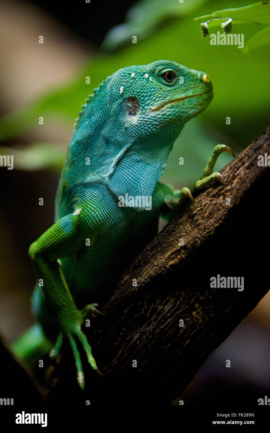 Fidschi Leguan im Profil auf Ast Stockfoto
