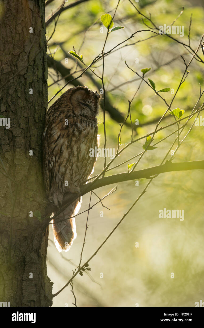 Waldkauz / Waldkauz (Strix Aluco) thront versteckt in einem Baum, typischen Pose, Tag Ruhe, Lage, im Frühjahr Hintergrundbeleuchtung. Stockfoto