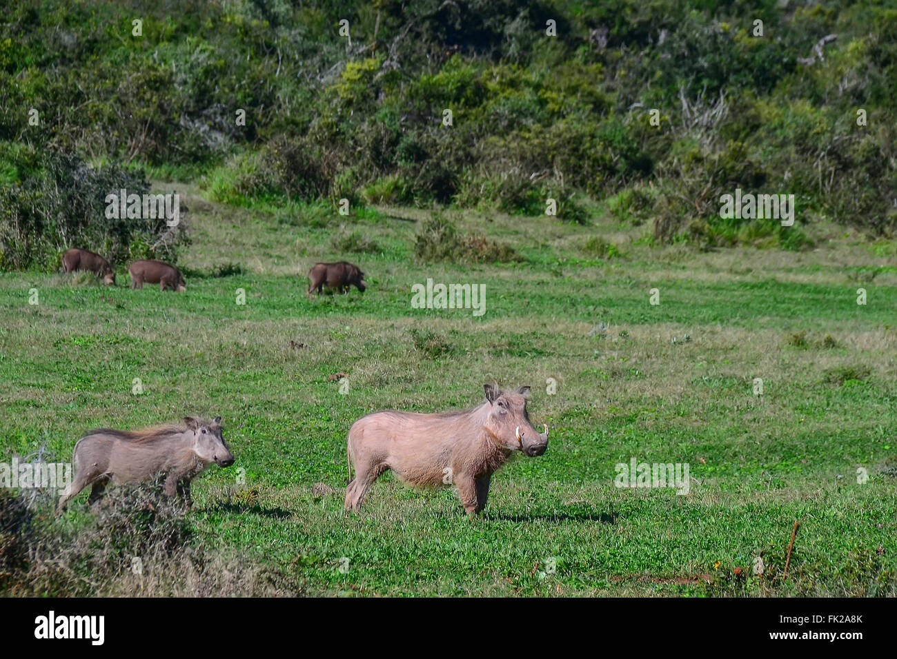 Warzenschwein im Kruger National Park - Südafrika Stockfoto