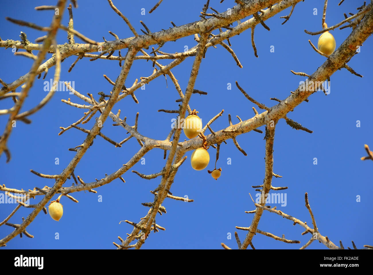 Die Früchte des Baobab. Stockfoto