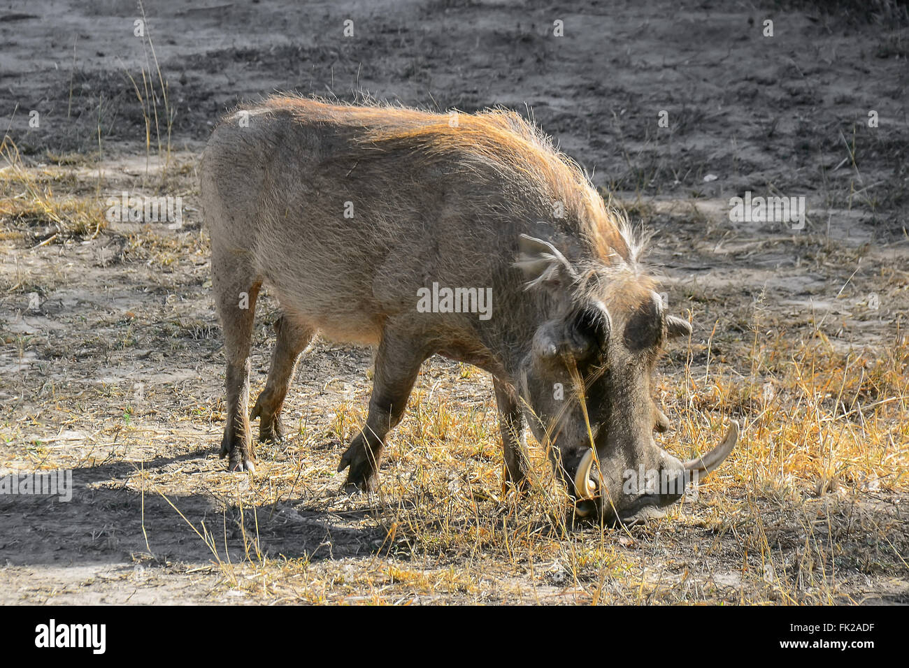 Warzenschwein im Kruger National Park - Südafrika Stockfoto