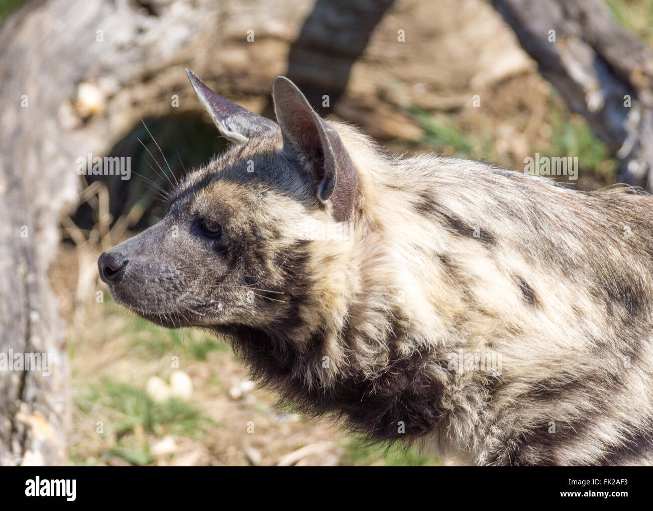 Nahaufnahme des Kopfes einer Hyäne Stockfoto