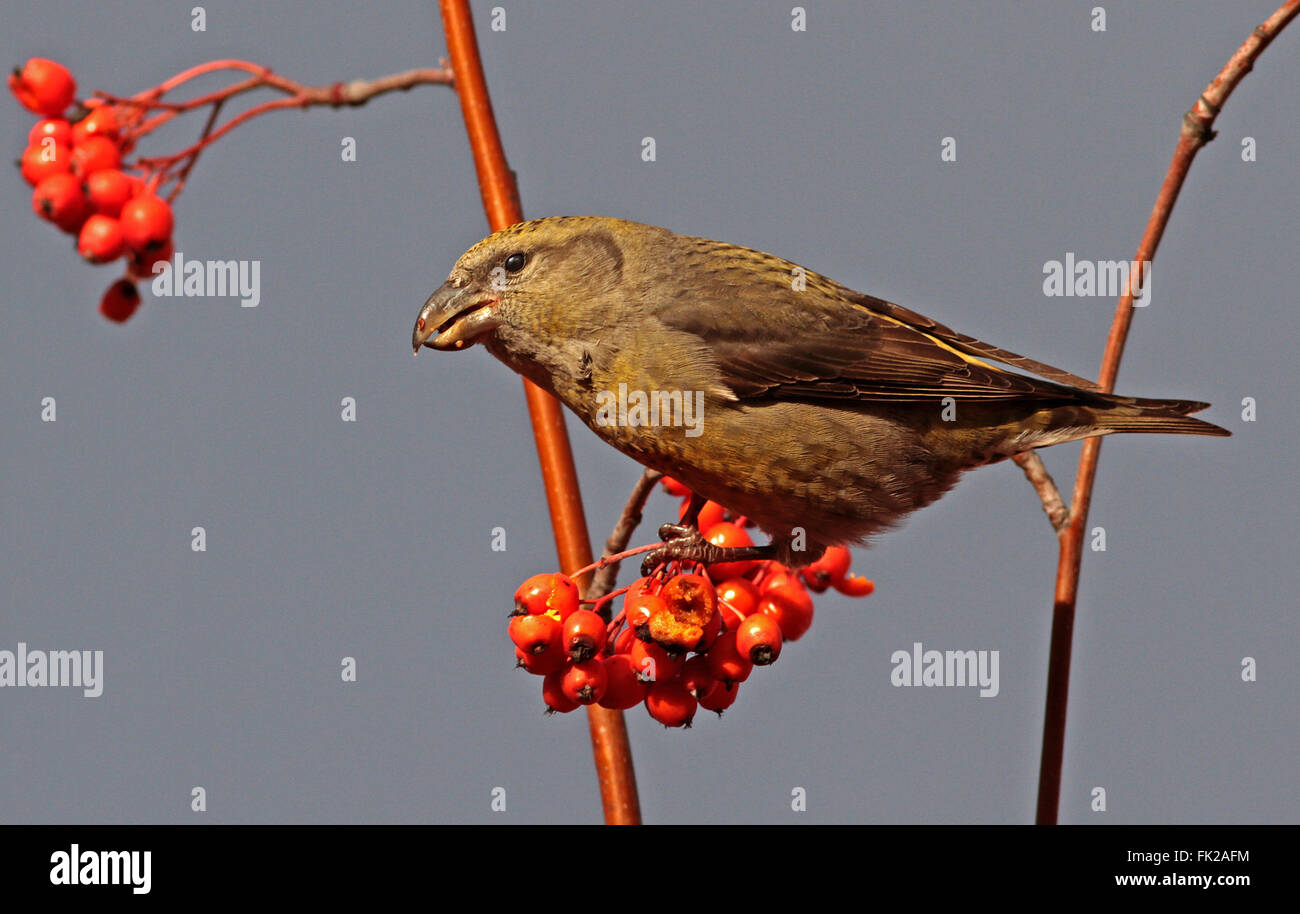 Common Crossbill weiblich essen rote Beeren Stockfoto