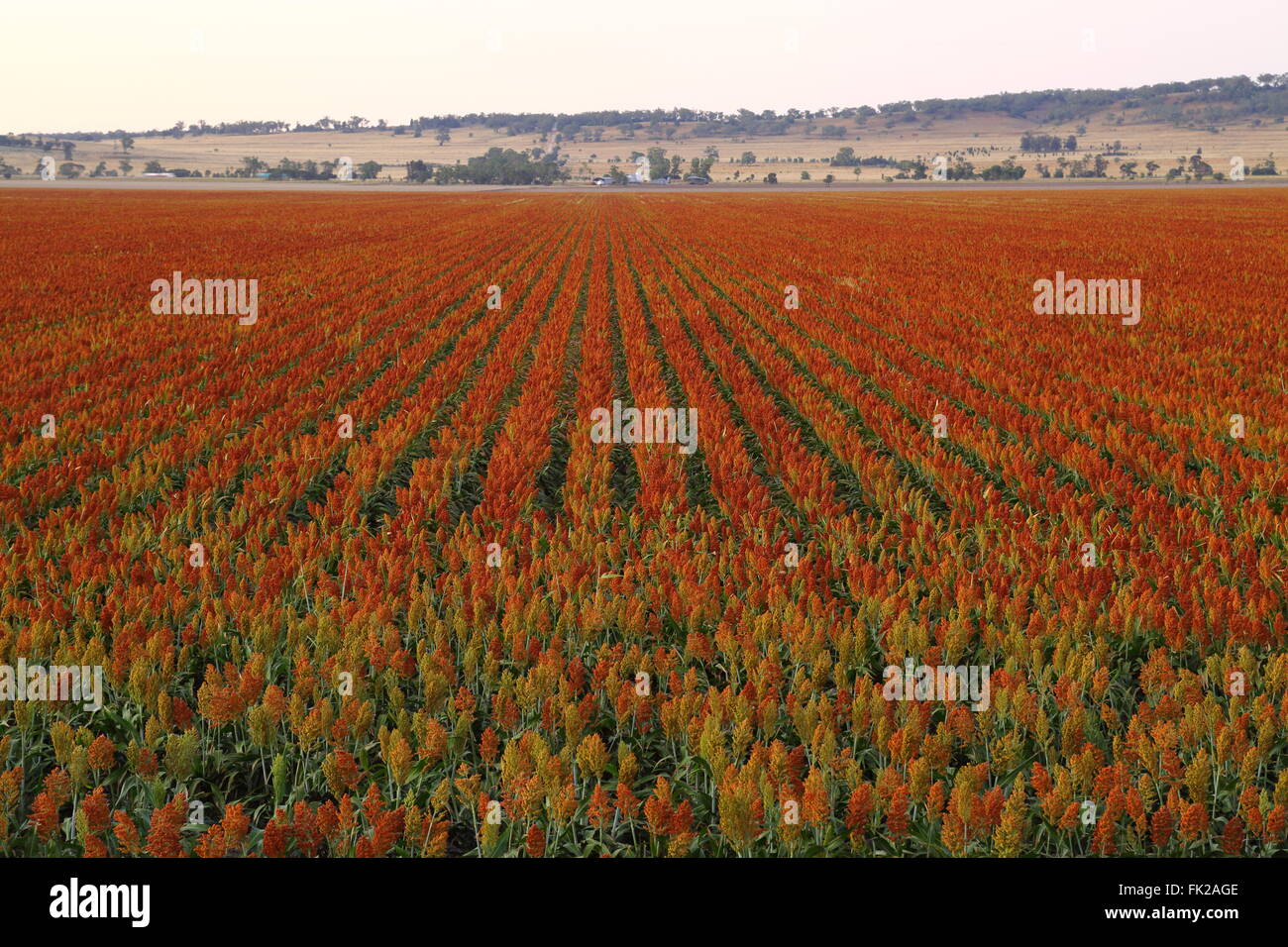 Sorghum (Milo), eine Getreideart, reif und bereit, in der Nähe von Breeza auf den Liverpool Plains von New South Wales, Australien zu ernten. Stockfoto