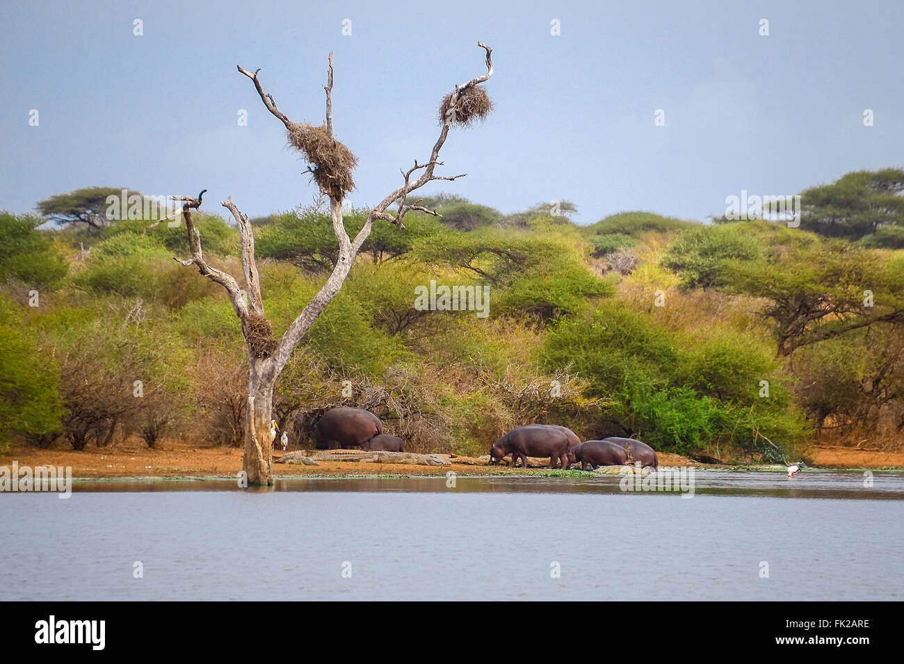 Nilpferd im Kruger National Park - Südafrika Stockfoto