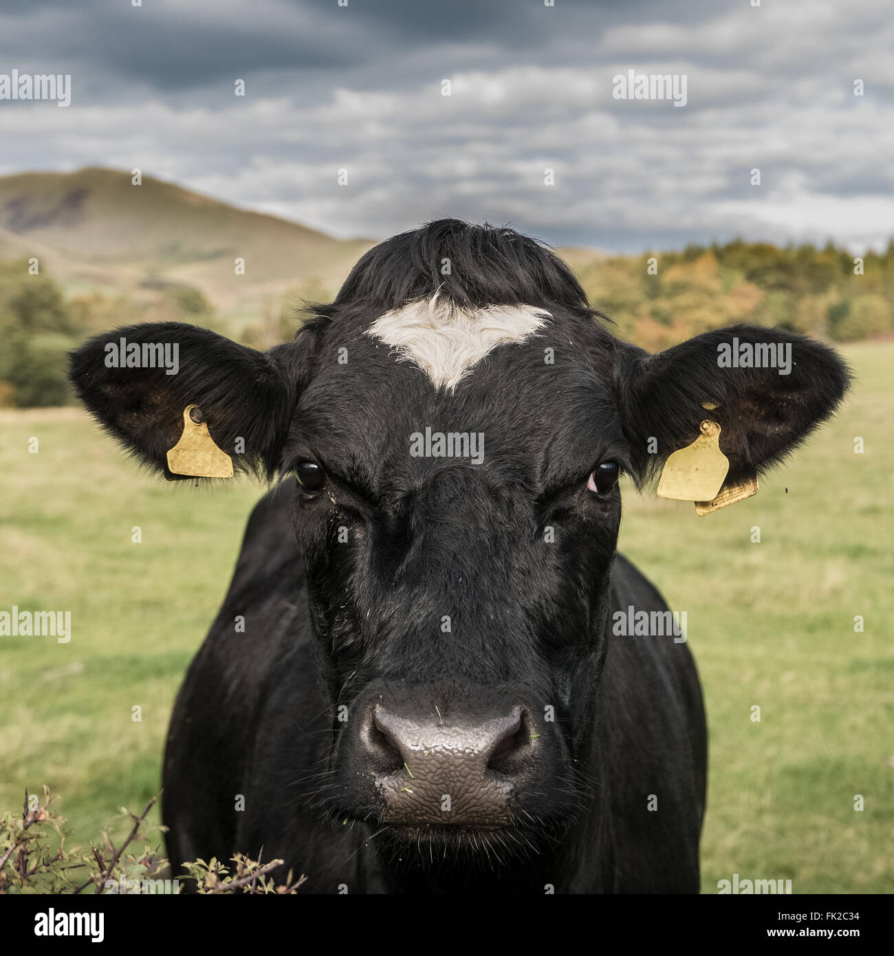 Bild von einer Milchkuh Landwirtschaft Stockfoto