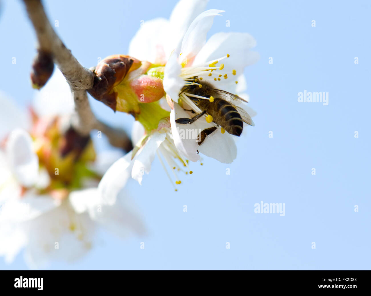 Shanghai. 6. März 2016. Eine Biene sammelt Honig auf einer Blume im Botanischen Garten der Shanghai Jiao Tong University in Ost-China Shanghai Municipality, 6. März 2016. © Zhang Jiansong/Xinhua/Alamy Live-Nachrichten Stockfoto