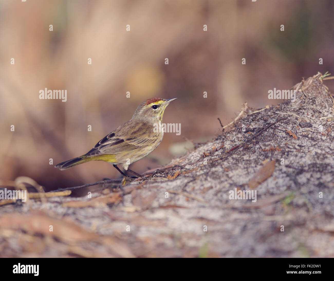 Palm Warbler in Florida Wetlands Stockfoto