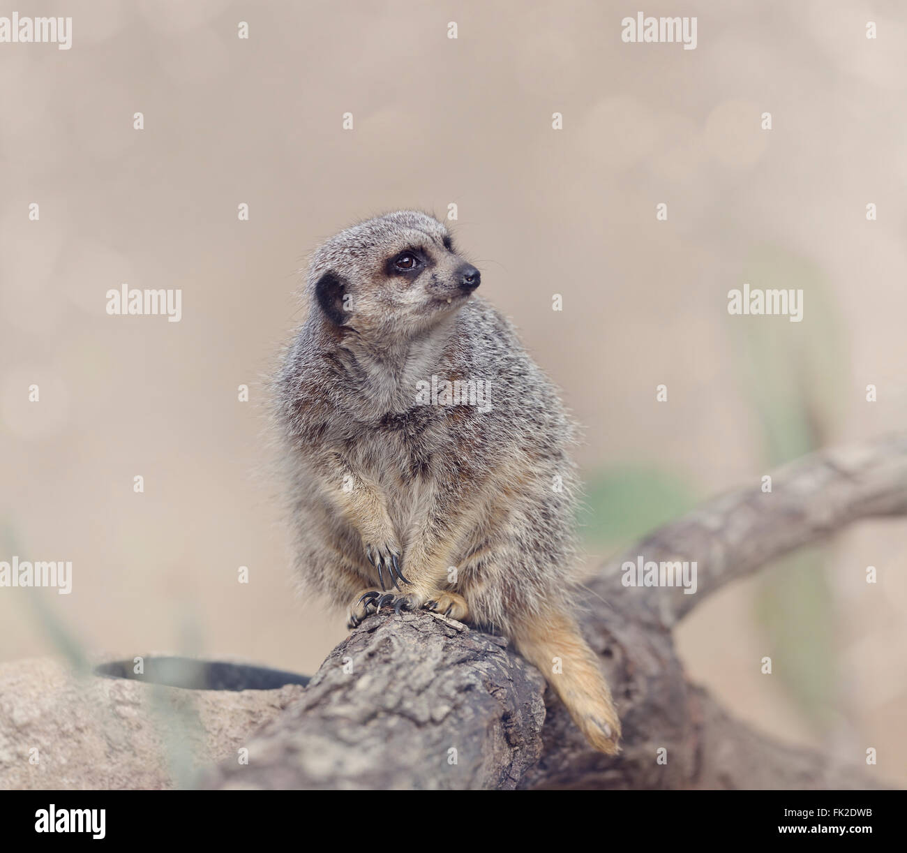 Erdmännchen auf einem Ast Stockfoto