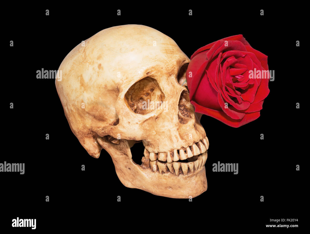 Rote Rose im Augenhintergrund Totenkopf schwarz, Clipping-Pfad Stockfoto