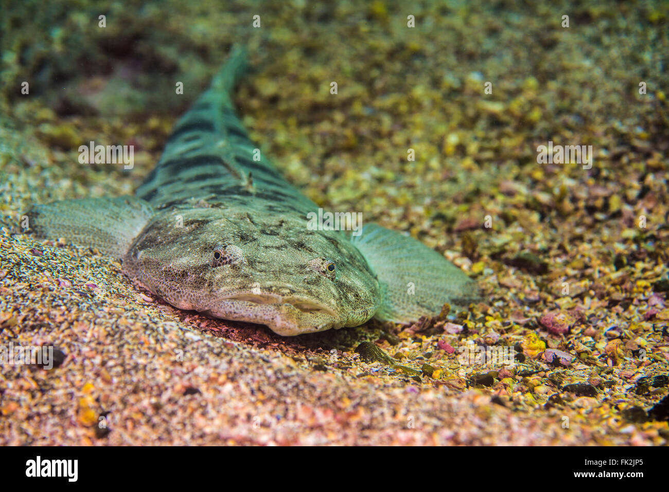 Bartail Flathead. Es ist auf dem sandigen Meeresboden. Tiefe 10m. Stockfoto