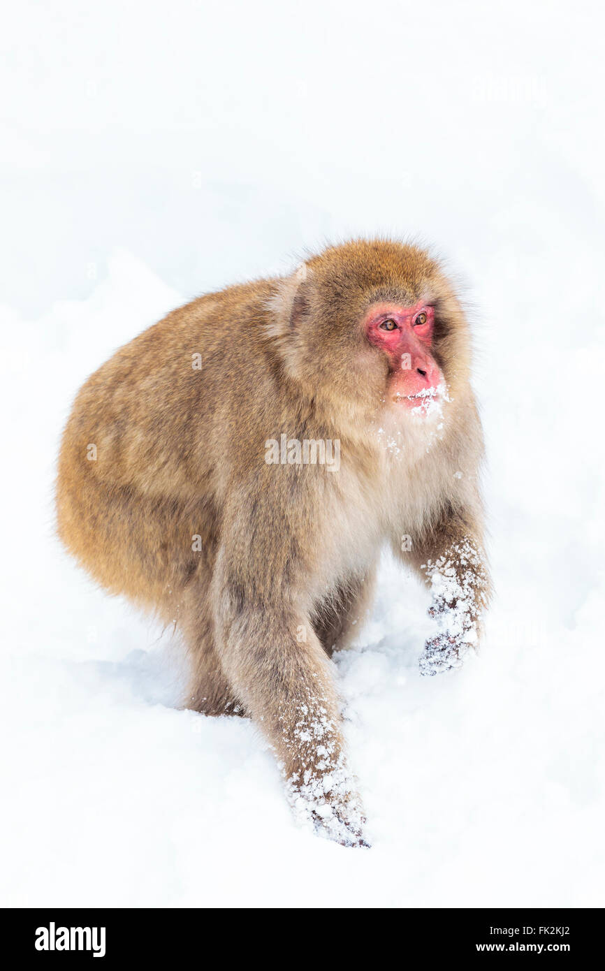 Ein Schnee-Affe spielen im Schnee in der Nähe Jigokudanis Thermalquelle, Japan. Stockfoto