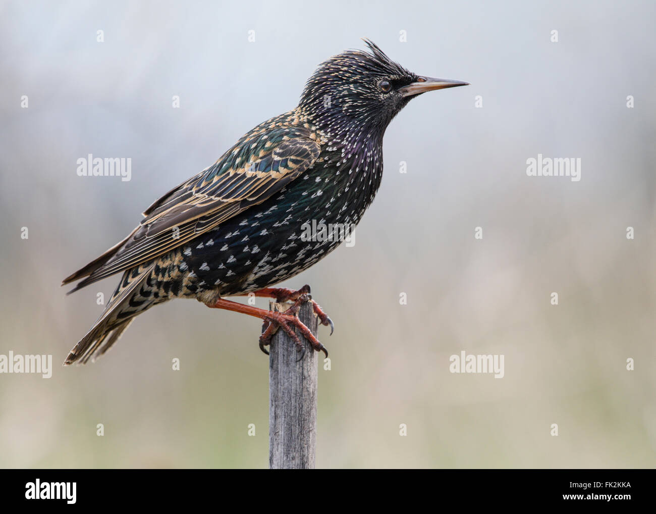 Starling auf einen Reed-Barsch. Stockfoto