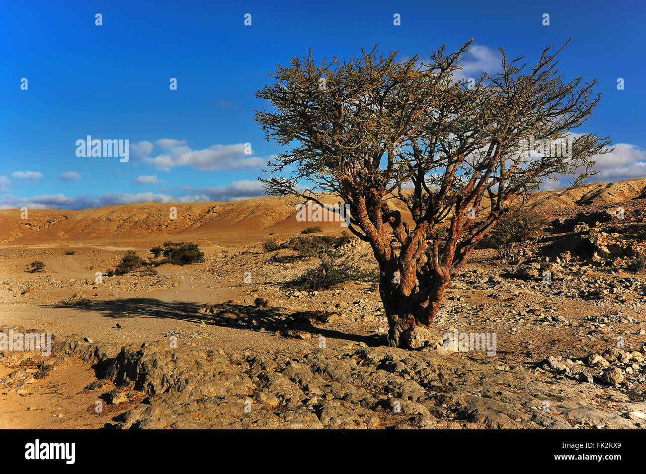 Weihrauch-Baum in der Dhofar-Region in der Nähe von Salalah, Sultanat von Oman Stockfoto